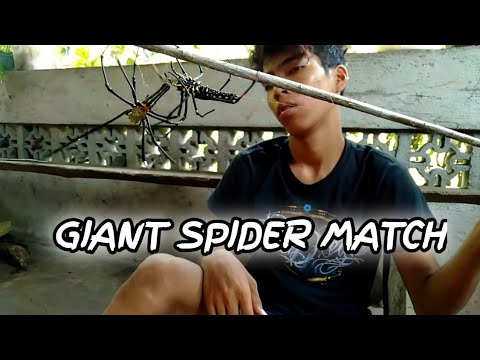 Gagamba fight : Two orb Weaver Spider Match