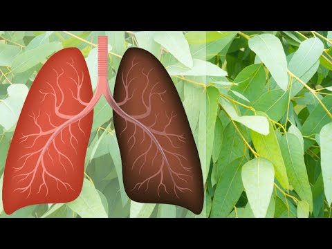 8 ZIÓŁ SKUTECZNYCH W WALCE Z CHOROBAMI DRÓG ODDECHOWYCH