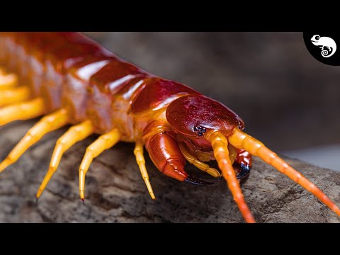 The Ultimate Guide to Centipedes & Their Comparatively Crazy Cousins