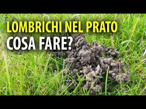 Da vermi e lyambliya di una targa Quale impianto un parassita sa