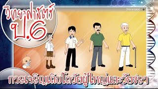 สื่อการเรียนการสอน การเจริญเติบโตวัยผู้ใหญ่และวัยชราป.6วิทยาศาสตร์