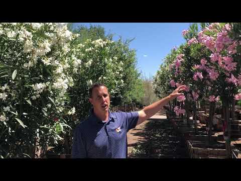 Oleander | Nerium Oleander | Moon Valley Nurseries