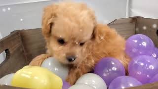 ハーフ犬の動画02