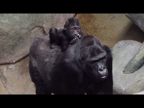 Baby Gorilla Nora with her Gorilla family at Brookfield Zoo Chicago March 2015