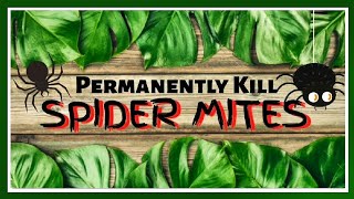 Permanently Kill Spider Mites on Plants🕷|| How to Identify + Debugging Treatment
