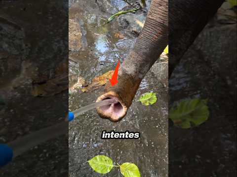 ¡Mira cuánta agua cabe en su trompa! 😳🐘