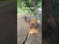 Dog Fight Goldenretreiver Dogbreed Dog Pets Goldenretriever German Shorts Viral