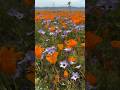 Multicolor superbloom in Antelope Valley, California 2023 #wildflowers #superbloom #antelopevalley