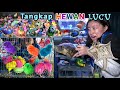 MENANGKAP AYAM LUCU WARNA WARNI IKAN CUPANG IKAN MAS DI PASAR HEWAN
