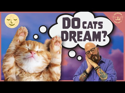 What do Cats Dream About?