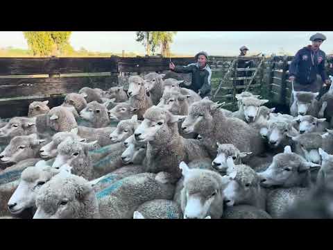 Troca de pneus y hacemos la feria de Vergara 💪💪💪#camiondevacas #uruguay  #vw #ruta #viajes 