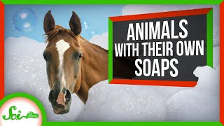 Dangerous Soaps: How Animals Use Surfactants