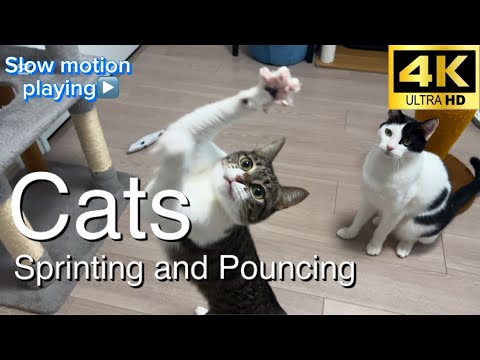 Cats Sprinting and Pouncing in 4K Slow Motion