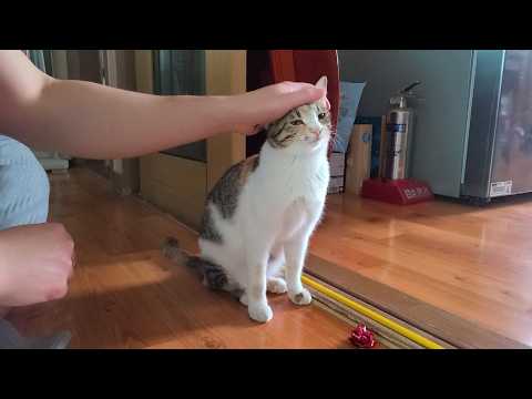 테토 고양이 길들이기