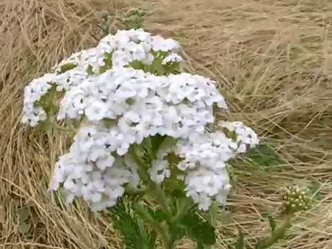 Foraging Yarrow and when to harvest essential oil bearing plants