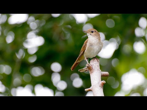 10 hours of beautiful nightingale sounds - The best bird song - Nightingale singing for relax, sleep