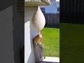 Don’t touch a beehive, cat! 😹🐝 #cat #bee #behive #funnycat #catvideos  #catshorts #funnyanimals