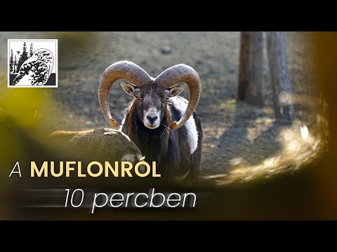 Muflon