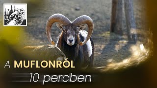 Muflon – fajismertető videó