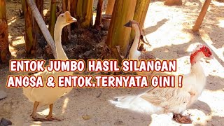 Download lagu DUCK JUMBO RESULTS OF CROSS GOOSE & DUCK. IT TURNED OUT THIS! mp3