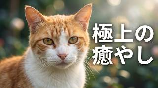 【癒しBGM】色々な動物たち【8/8は世界猫の日】