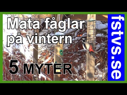 Så matar jag fåglar på vintern – fem myter avslöjade