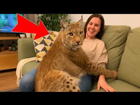 😱 Rescued a Mountain Lynx, Climber Found a Dying “Kitten” in the Mountains… Look at Him Now!