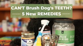 Dog Dental Care Without Brushing
