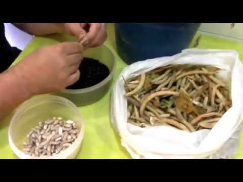 Reto Recetas Sanas: alubias con berza