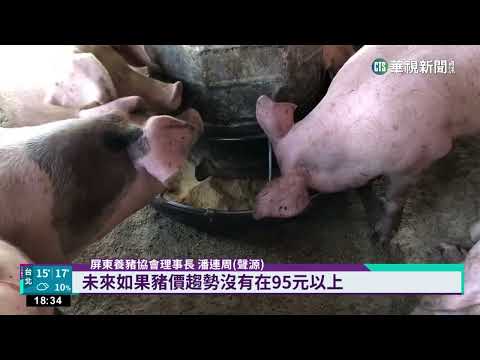 毛豬交易價破90元創新高　養豬協會：反映成本