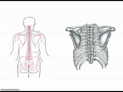 Ginocchio puntura apparecchiature video congiunto Che dovrebbe essere preso da osteocondrosi