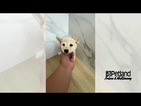 Shiba Inu - 40228 video preview
