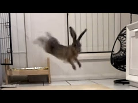 Die unglaubliche Reaktion des geretteten Hasen, als er ein Zuhause findet