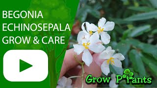 Begonia echinosepala - grow & care (Begonia elongifolia)