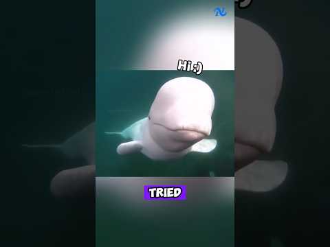 When the Whale Realized He Dropped the Camera... 🐋💙