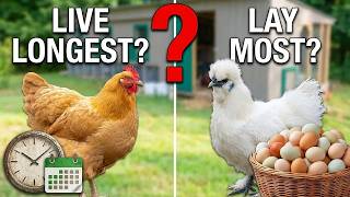Which Chicken Breeds Live Longest and Lay the Most Eggs?
