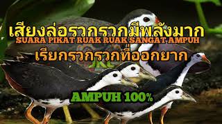 Download lagu เสียงนกเงือกรวกรวกมีพลังมาก || นกรวก-นกรวก ออกจากกรงลำบาก [] birdtrap mp3