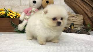 Video preview image #1 Pomeranian Puppy For Sale in SAN FRANCISCO, CA, USA