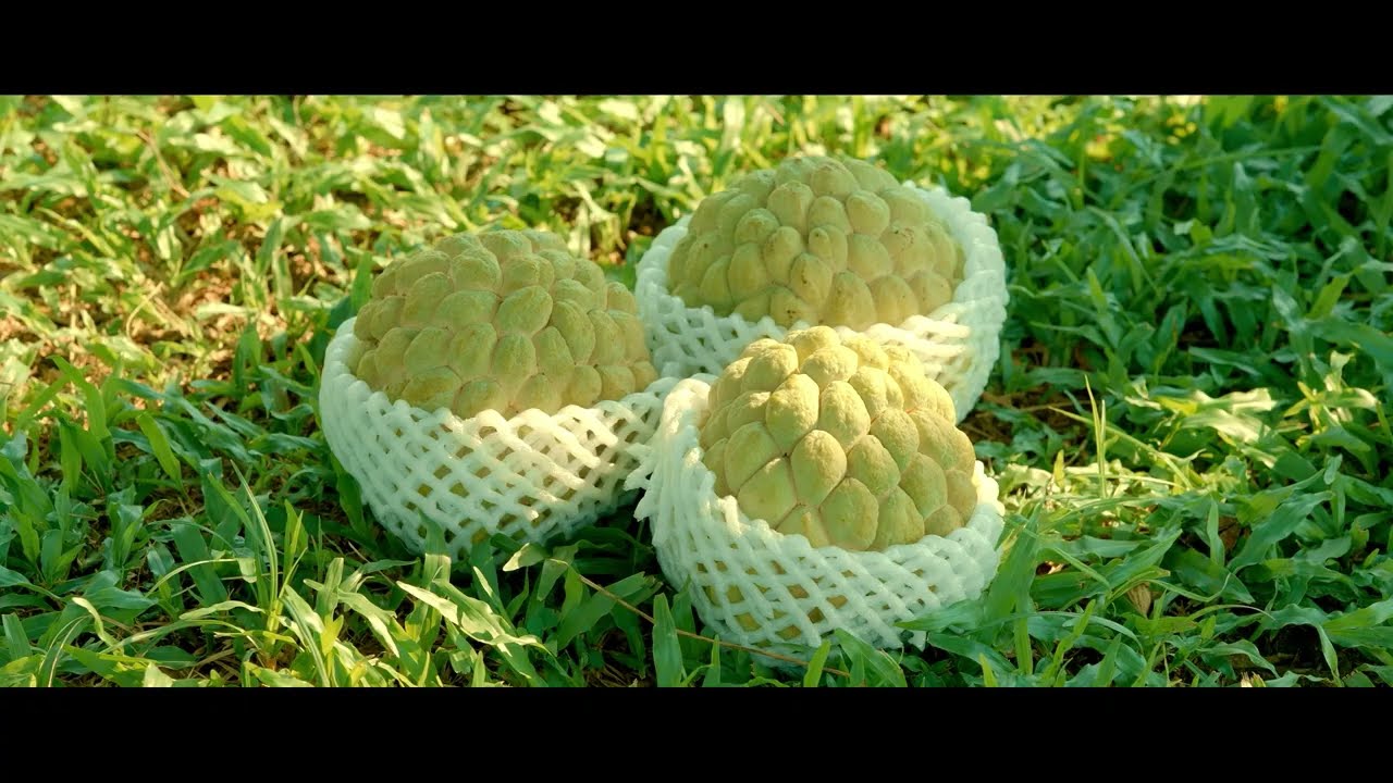 歸仁區農會-釋迦夏日派對(前導形象篇)