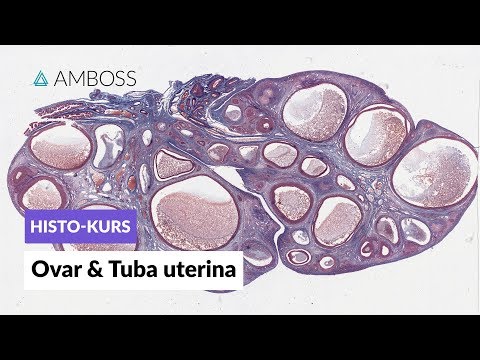 Histologie Ovar und Tuba uterina - Mikroskopische Anatomie - AMBOSS Video