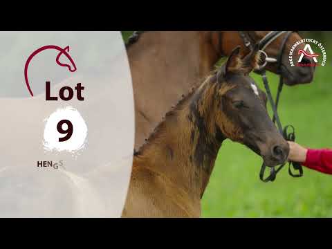 🍀 www.fohlenauktion.at 🍀 Lot09 - Kjano STH