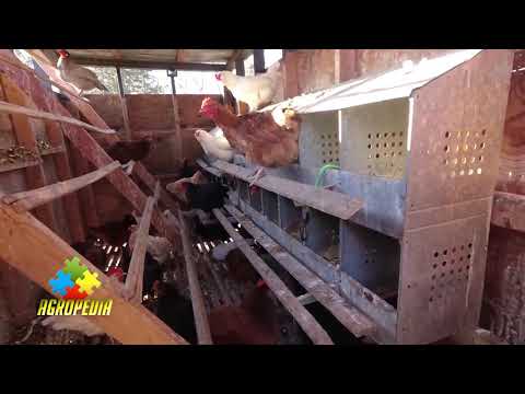 Lucruri de bază pentru creșterea găinilor