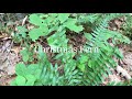 Ferns