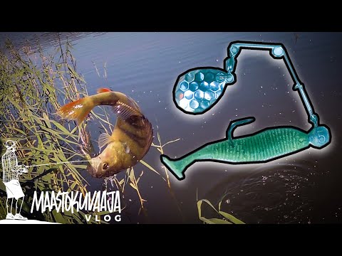 Ahvenia LIPPAHENKARI-JIGILLÄ kapeasta salmesta