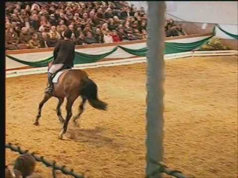 CLINTORD: Holstein stallion winner performance test, by www.equine-evolution.com