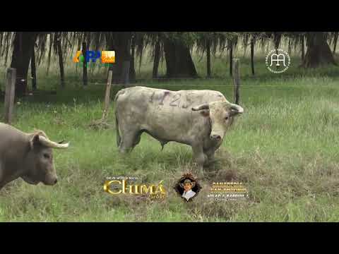 Ganadería San Antonio para Chimá 2026.