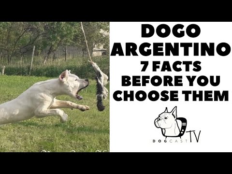 Before you buy a dog - DOGO ARGENTINO - 7 facts to consider!  DogCastTV!