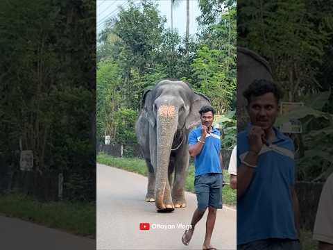 This Danny drowned😂😂 I Kaveri Elephant Malappuram #aana #kaveri #shorts