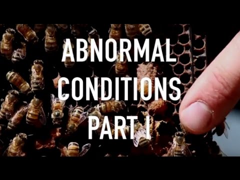 Abnormal Conditions Part I - Failed Queens and Chalk Brood