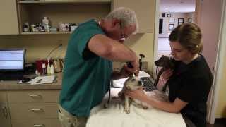 preview picture of video 'Welcome to The Animal Care Center of Ooltewah'